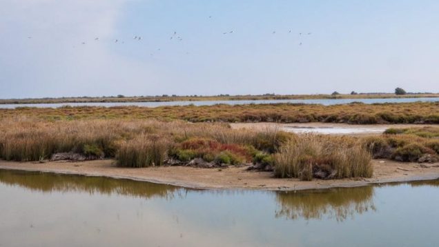 image-camargue-fondation-engie