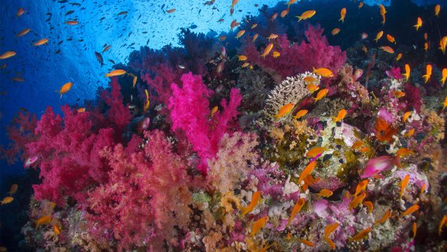 Ocean-site-web-A